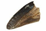 Hadrosaur (Duck-Billed Dinosaur) Tooth - Montana #91379-2